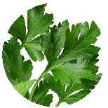 Libeček lékařský